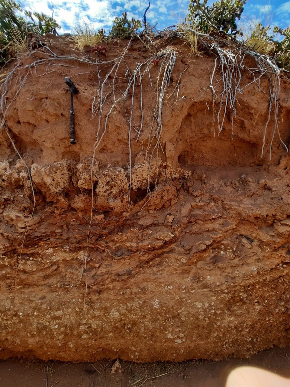 کشف قدیمی‌ترین تپه موریانه‌ با ۳۴ هزار سال قدمت!/ عکس