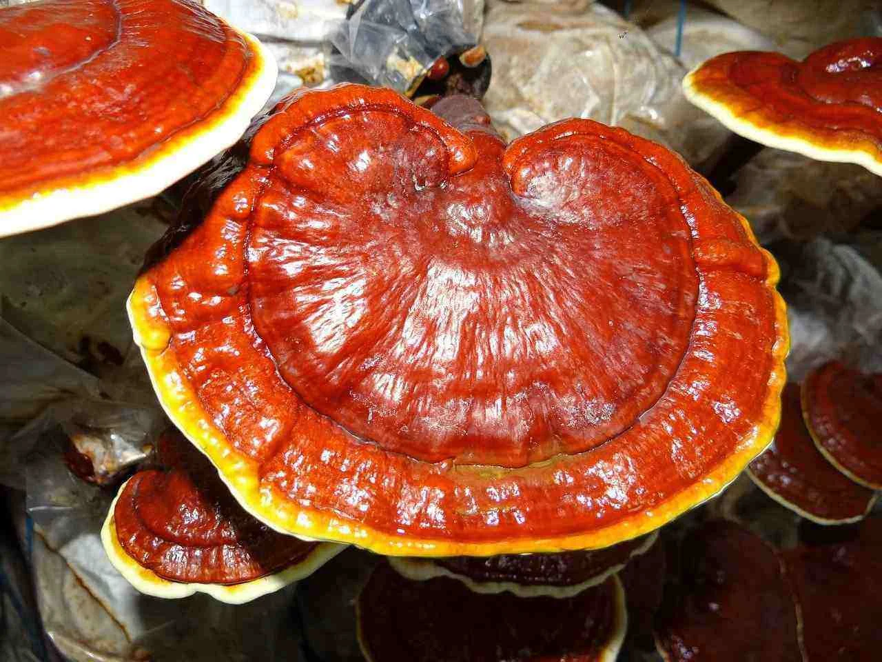 &nbsp;تجربه مصرف قهوه گانودرما