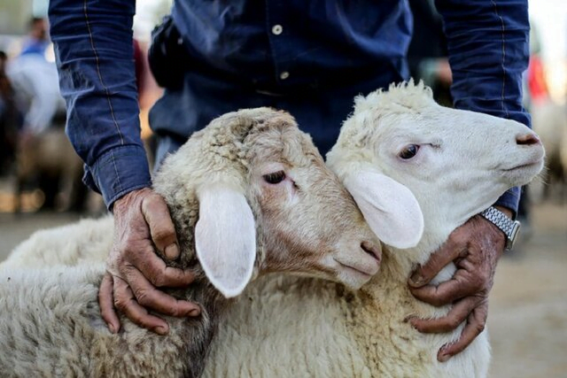 خرید، ذبح و عرضه دام زنده و گوشت های خارج از نظارت شبکه سازمان دامپزشکی، ممنوع