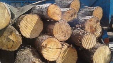 کشف بیش از ۱۰۰تن محموله چوب قاچاق در قزوین