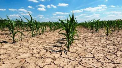 خسارت خشکسالی 1497 میلیارد تومان به زمین های کشاورزی قزوین