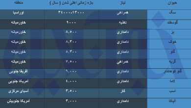 سگ یا گربه؛  کدام رام اول شد؟