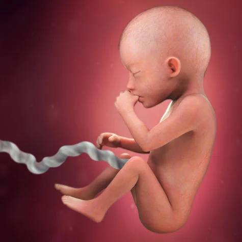 What does a five-month-old fetus look like and how much does it weigh