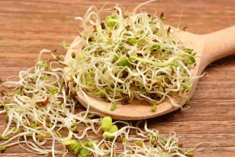 جوانه گندم برای تنبلی تخمدان