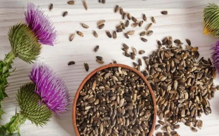 آیا عرق خار مریم برای کبد چرب خوب است