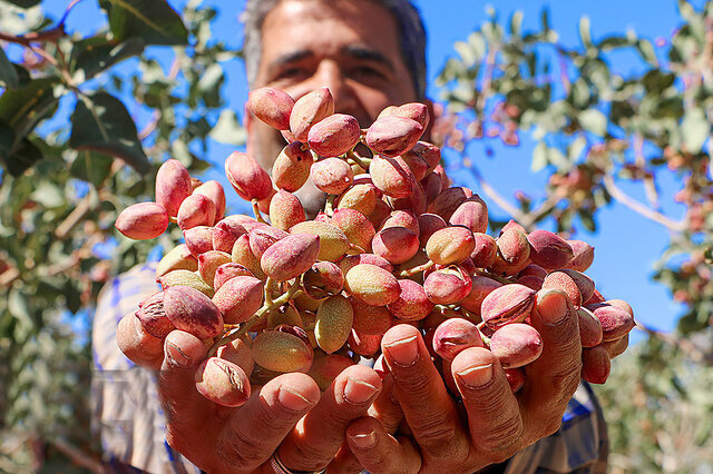 قطعی برق، ترمز رکوردشکنی پسته زرندیه را کشید